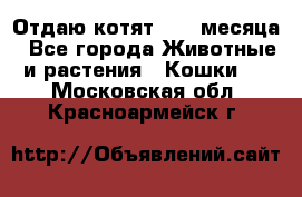 Отдаю котят. 1,5 месяца - Все города Животные и растения » Кошки   . Московская обл.,Красноармейск г.